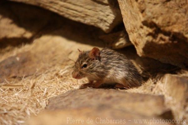 Typical striated grass mouse