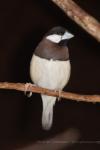 Timor sparrow