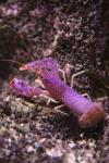 Violet-spotted Reef Lobster *