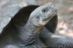 Isabela giant tortoise