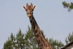 Masai giraffe