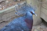 Victoria crowned-pigeon