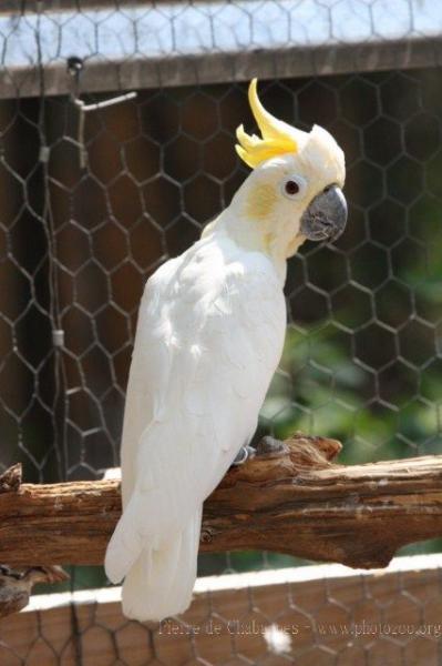 Yellow-crested cockatoo