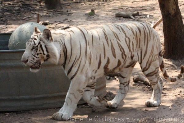 Mainland (White) tiger