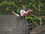Helmeted guineafowl