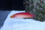 Flame wrasse