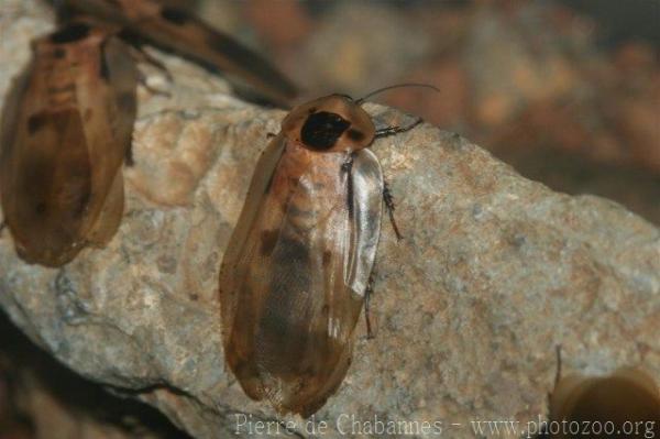 Central american giant cave cockroach