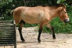 Przewalski's horse *