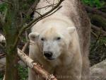Polar bear *