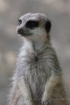 Slender-tailed meerkat *