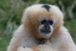 Northern white-cheeked crested gibbon