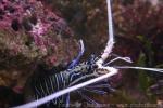 Painted spiny lobster