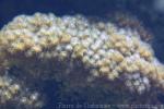 Caudiflower coral