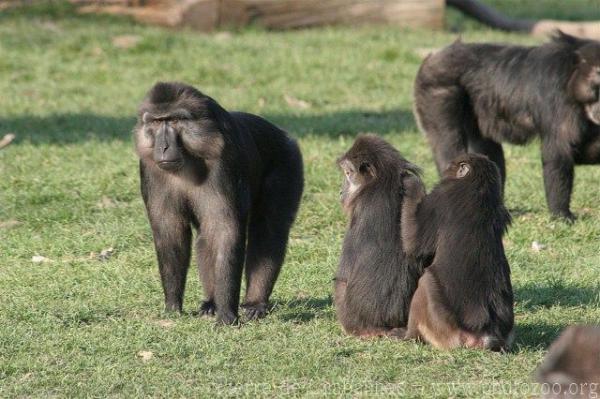 Tonkean macaque