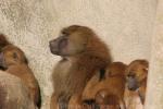 Guinea baboon *