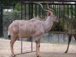 Greater kudu *