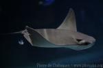 Cownose ray