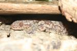 Nossi Mangabe gecko