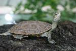 Caspian turtle