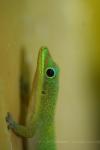 Broad-tailed day gecko