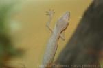 Lined flat-tail gecko