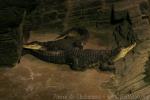 West African crocodile *