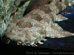 Spotted wobbegong *