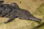 Slender-snouted crocodile