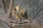 Caucasian squirrel