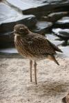 Spotted thick-knee