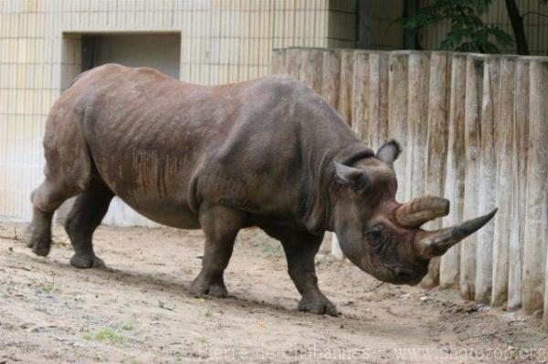 Southern black rhinoceros