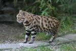 Black-footed cat *
