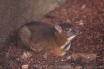 Lesser mousedeer