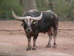 Domestic buffalo