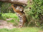 Indonesian tiger *