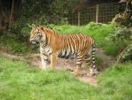 Indonesian tiger *