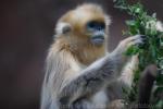 Golden snub-nosed monkey