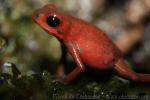 Strawberry poison-frog