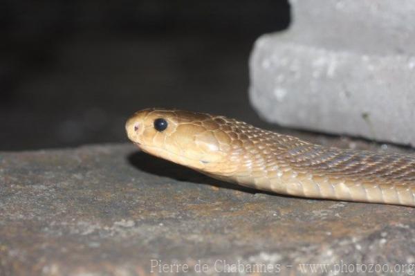 Philippine cobra