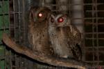 Luzon lowland scops-owl