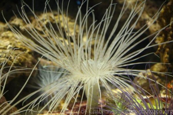 Giant tube anemone