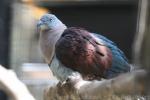 Zoe's imperial-pigeon