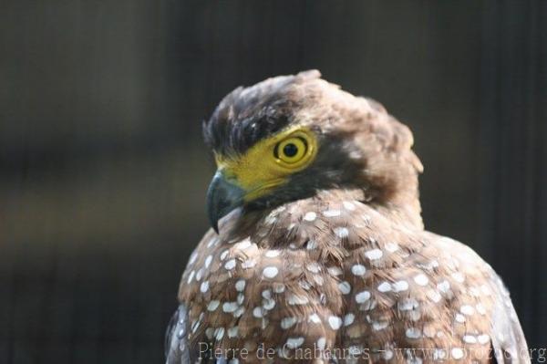 Philippine serpent-eagle