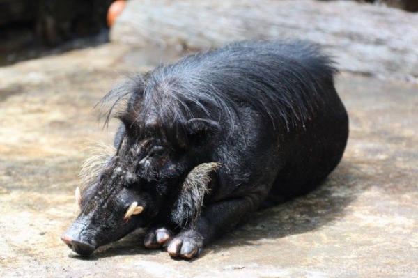 Luzon warty pig