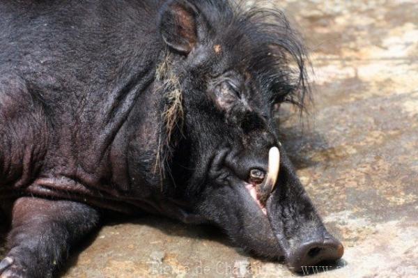 Luzon warty pig