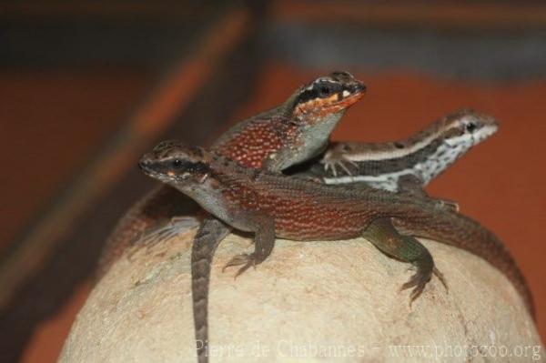 Red-sided curlytail lizard