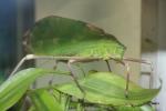 Cretaceus false leaf katydid