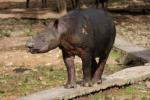 Sumatran rhinoceros *