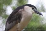 Black-crowned night-heron