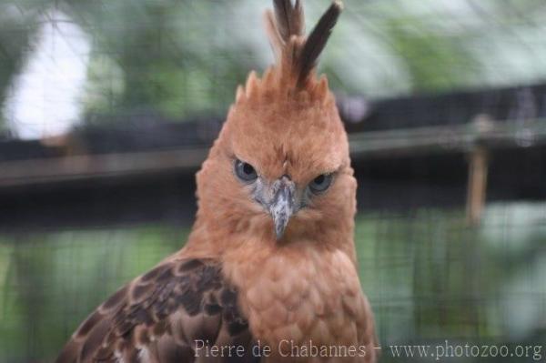 Javan hawk-eagle
